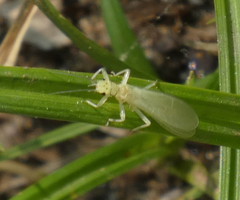 Alloperlini