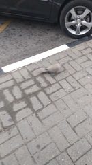 Streptopelia decaocto