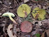 Xerocomellus sp. 'AZ-1' - Photo (c) Jonathan Frank, some rights reserved (CC BY-NC-ND), uploaded by Jonathan Frank