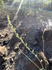 Streptanthus morrisonii