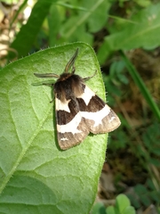 Watsonarctia deserta