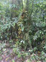 Oncidium sphacelatum