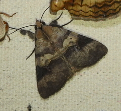 Avatha discolor