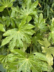 Fatsia