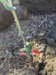 Streptanthus morrisonii
