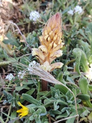 Orobanche calendulae