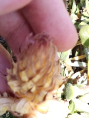 Orobanche calendulae
