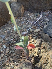Streptanthus morrisonii