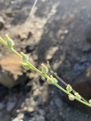 Streptanthus morrisonii