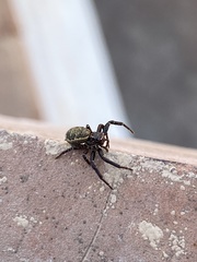 Thomisidae
