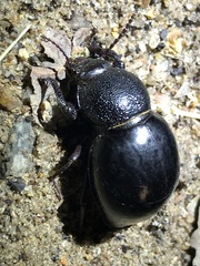 Ocnodes