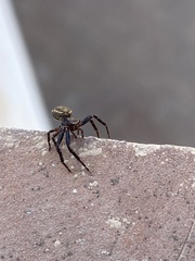Thomisidae