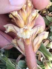 Orobanche calendulae