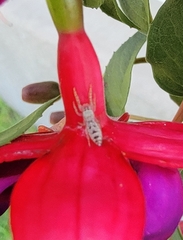 Salticidae