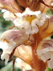 Orobanche calendulae