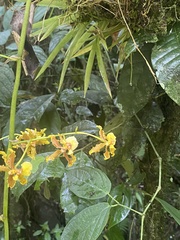 Oncidium sphacelatum