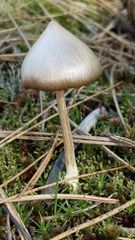 Entoloma holoconiotum