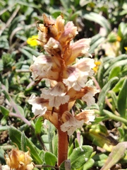 Orobanche calendulae
