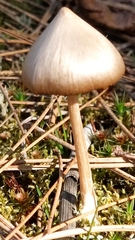 Entoloma holoconiotum