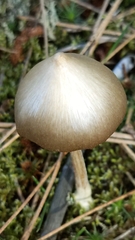 Entoloma holoconiotum
