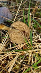 Entoloma holoconiotum