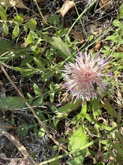 Centaurea raphanina