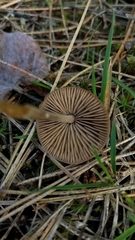 Entoloma holoconiotum