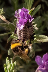 Bombus