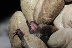 Myotis mystacinus