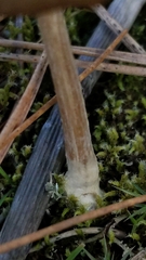 Entoloma holoconiotum