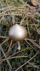 Entoloma holoconiotum