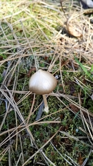 Entoloma holoconiotum