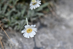 Achillea ageratifolia