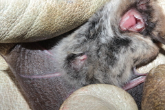 Myotis mystacinus