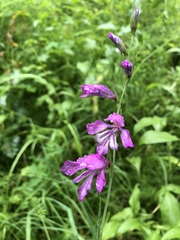 Gladiolus imbricatus