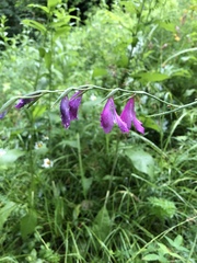 Gladiolus imbricatus