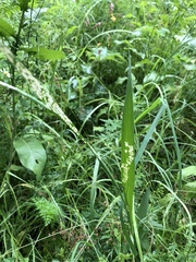 Gladiolus imbricatus