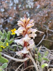 Orobanche calendulae