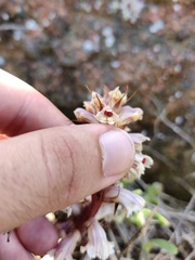 Orobanche calendulae