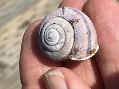 Helminthoglypta umbilicata