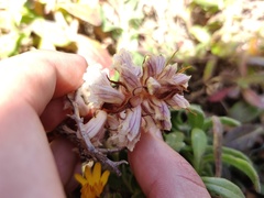 Orobanche calendulae
