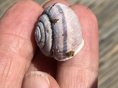 Helminthoglypta umbilicata