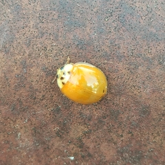 Harmonia axyridis