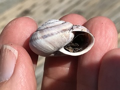 Helminthoglypta umbilicata