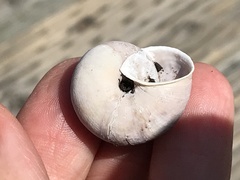 Helminthoglypta umbilicata