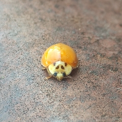 Harmonia axyridis