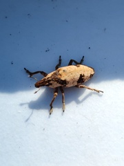 Bothynoderes affinis