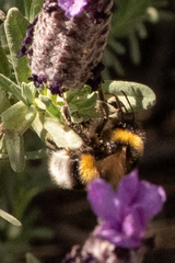 Bombus