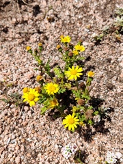 Senecio gallicus