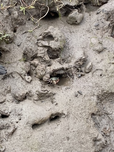 iNaturalist observation photo of Striped Shore Crab